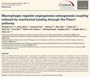 Read more about the article Hongzhi’s paper accepted at JBMR