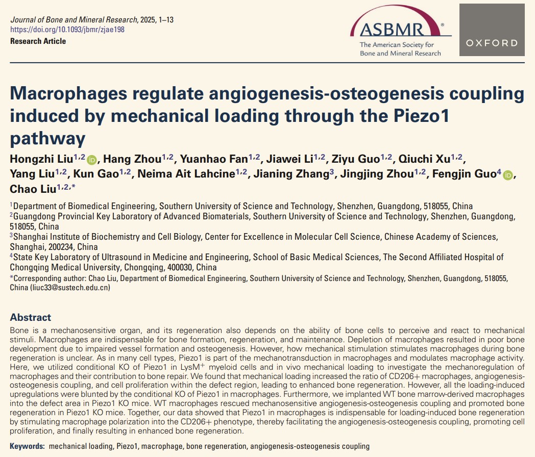 Hongzhi’s paper accepted at JBMR