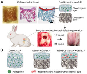 Read more about the article Congratulations to Liu Yang, Li Jiawei, Fan Yuanhao! Their paper has been accepted at Advanced Healthcare Materials