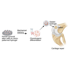 Read more about the article Congratulations to Siying Wu and Ying Wang!! Their paper has been accepted at ACS Applied Materials and Interface.